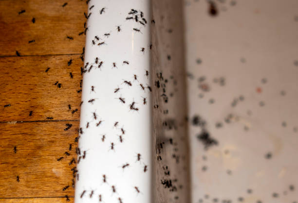 Best Flea Control Services  in Elko New Market, MN
